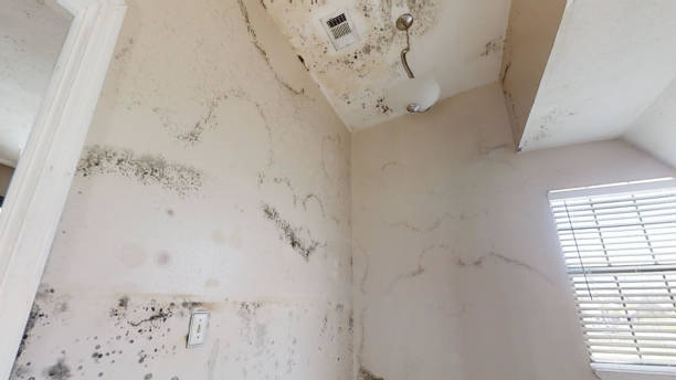 Best Environmental Consulting for Mold Prevention  in Scappoose, OR