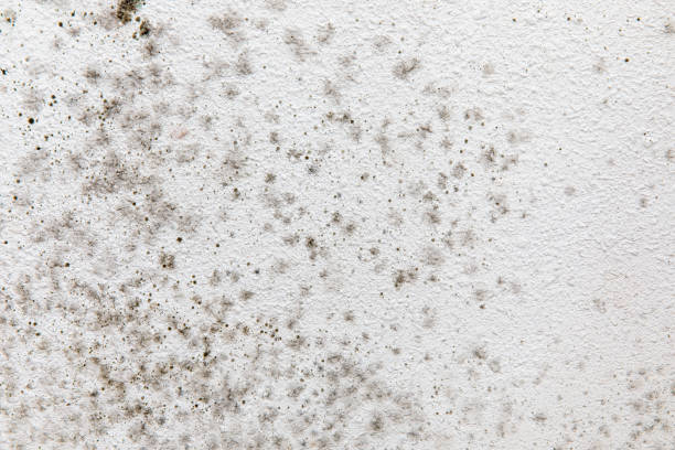Mold Remediation for Vacation Homes in Scappoose, OR